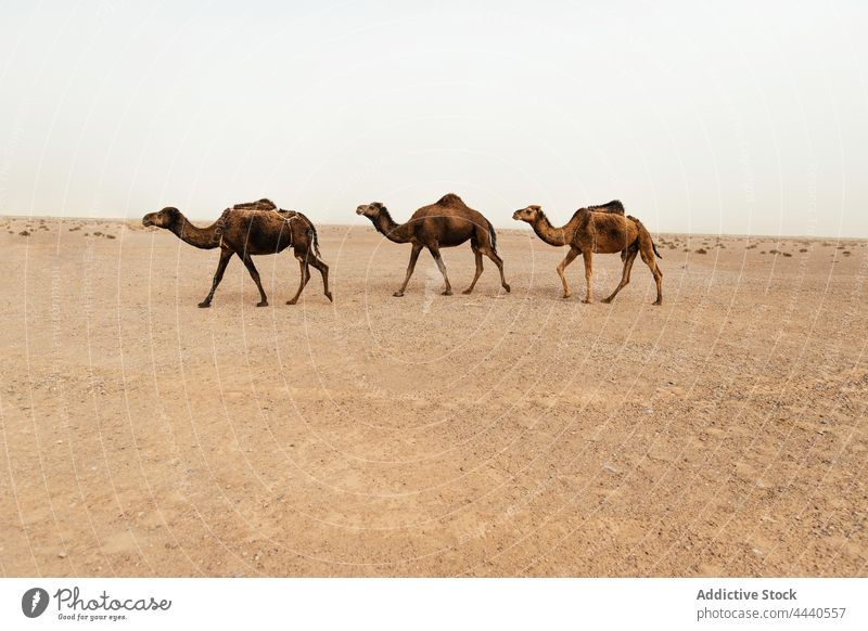 Kamele in der Sahara-Wüste bei Tageslicht Camel Tier Viehbestand Fauna domestiziert Säugetier Huftier Spaziergang wüst Himmel mit geraden Zehen Zusammensein