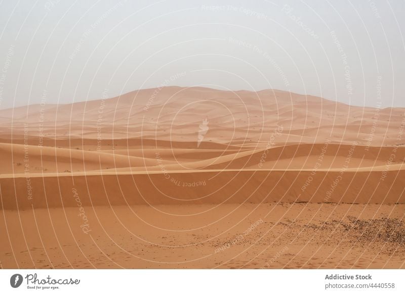 Wüste Sahara mit Pflanzen auf Dünen im Tageslicht wüst Hochland Himmel Natur Landschaft Sand trocknen wasserlos majestätisch Königreich malerisch Marokko