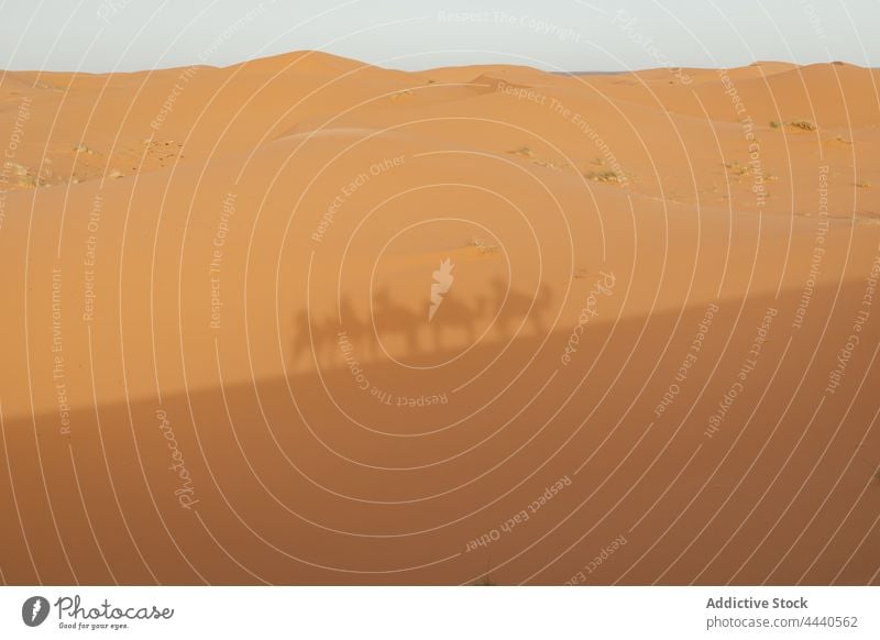 Kamelkarawane im Schatten der Wüste Sahara im Sonnenlicht wüst Tier Fauna Viehbestand Natur Landschaft Hochland Camel Säugetier domestiziert Pflanzenfresser