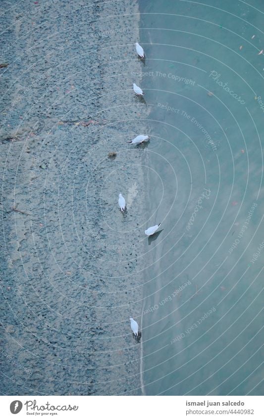 weiße Möwe auf dem Fluss Vogel Tier Federn Schnabel Flügel Park See Wasser im Freien Natur wild Tierwelt Gefieder Außenaufnahme