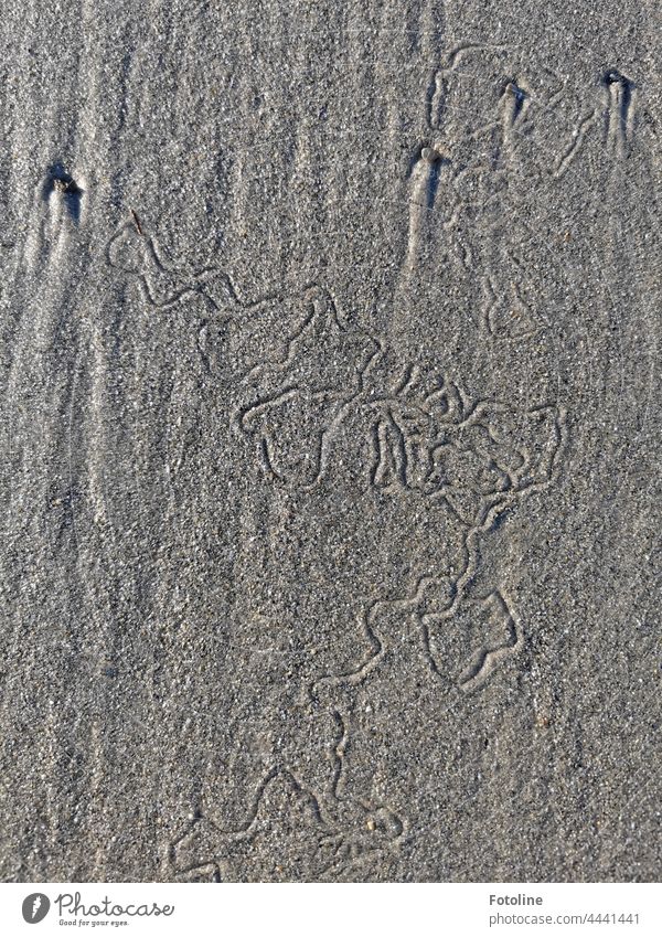 Und noch ein Kunstwerk der Natur. Sieht aus, als wäre hier ein Wattwurm langgekrochen. Spuren Sand Sandstrand Menschenleer Außenaufnahme Tag Strukturen & Formen