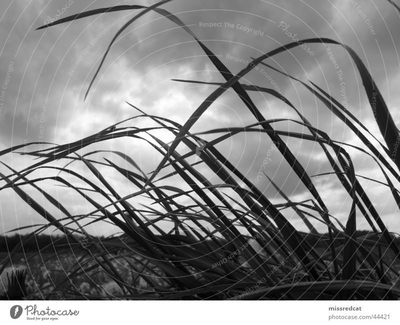 stormy field Sturm Feld Wiese Gras Wolken grau Unwetter Ebene Leidenschaft Schwarzweißfoto Natur Landschaft Pflanze