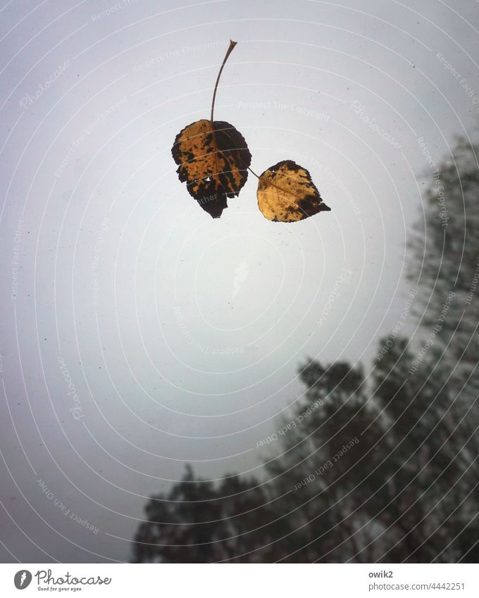 Man kennt sich Blätter Windschutzscheibe gefallen liegen schwebend Himmel diesig Hintergrund neutral Bäume Vergänglichkeit Nahaufnahme Laubblätter herbstlich