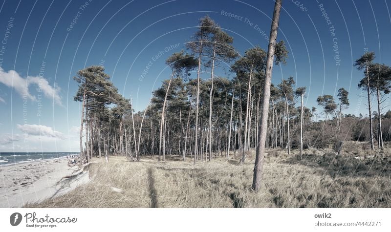 Hohes Holz Weststrand Ostsee Küste Windflüchter Baum Schönes Wetter Horizont Pflanze Landschaft Umwelt Natur Idylle blau maritim hoch groß Zusammensein frei