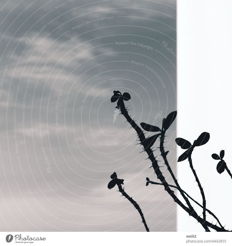 Zielorientiert Christusdorn Zweige Blätter Pflanze Licht Schatten Blatt graphisch abstrakt dornig stachelig spitz Farbfoto Detailaufnahme Kontrast Balkon weiß