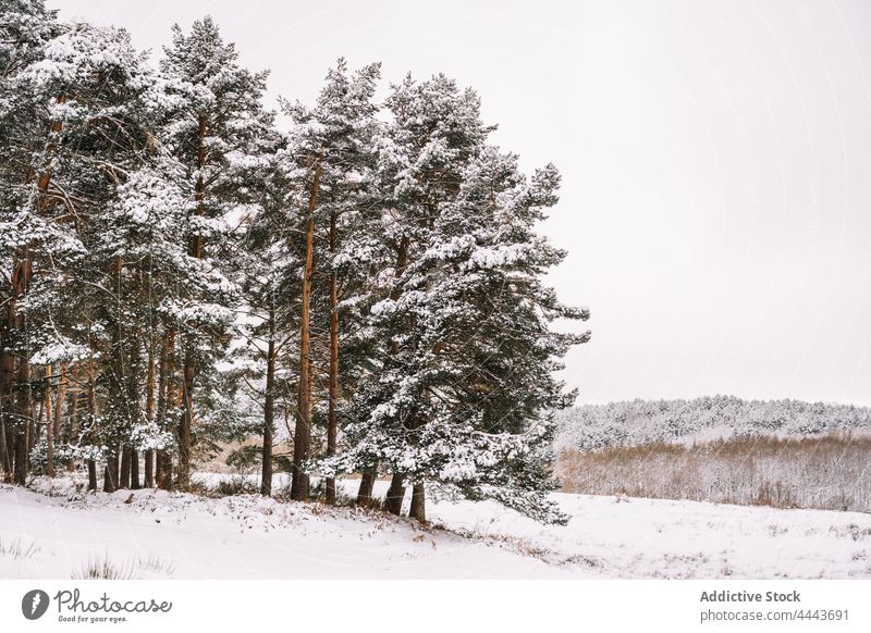 Mit Schnee bedeckte Nadelbäume im Winterwald Wald Baum Immergrün Flora Natur Umwelt Tierwelt kalt Ast nadelhaltig Pflanze Wälder wild vegetieren wachsen Tanne