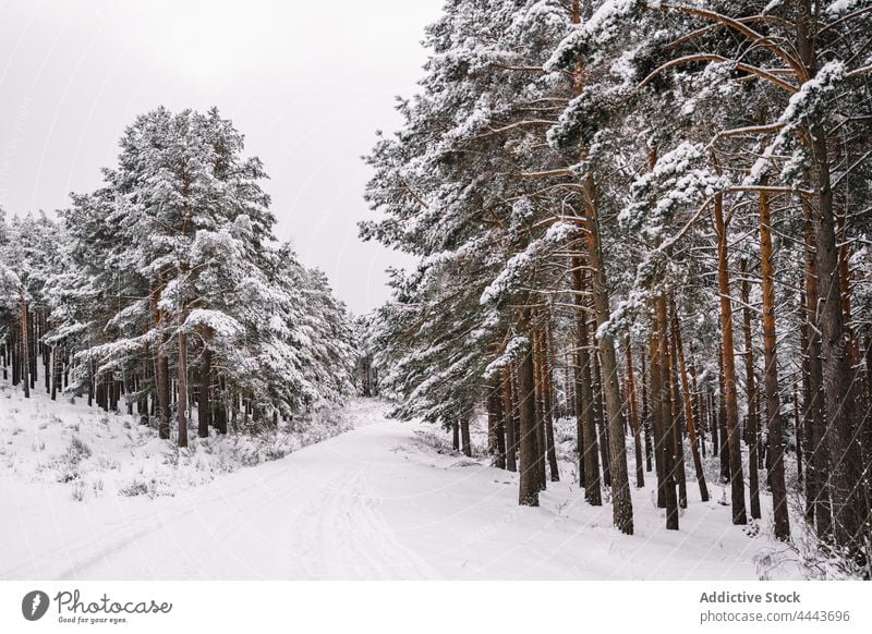 Mit Schnee bedeckte Nadelbäume im Winterwald Wald Baum Immergrün Flora Natur Umwelt Tierwelt kalt Ast nadelhaltig Pflanze Wälder wild vegetieren wachsen Tanne