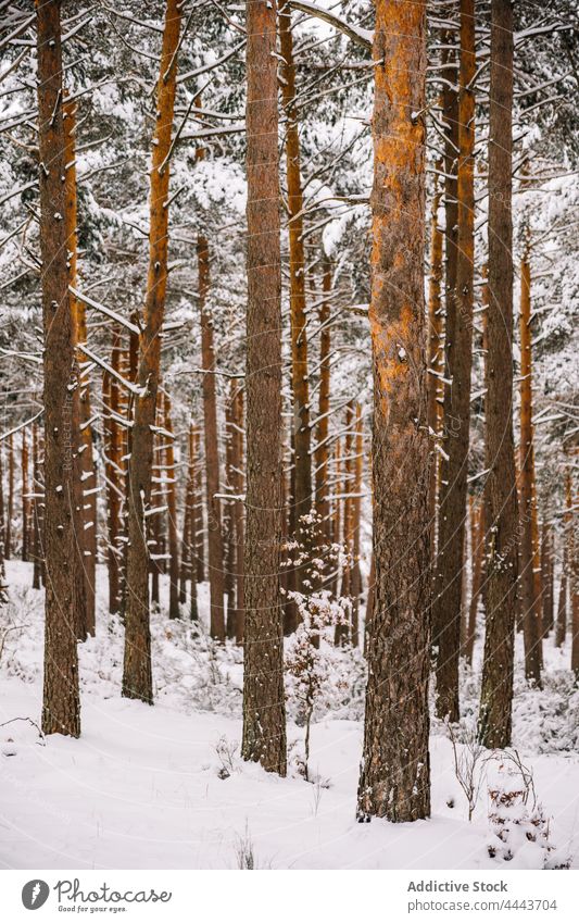 Mit Schnee bedeckte Nadelbäume im Winterwald Wald Baum Immergrün Flora Natur Umwelt Tierwelt kalt Ast nadelhaltig Pflanze Wälder wild vegetieren wachsen Tanne