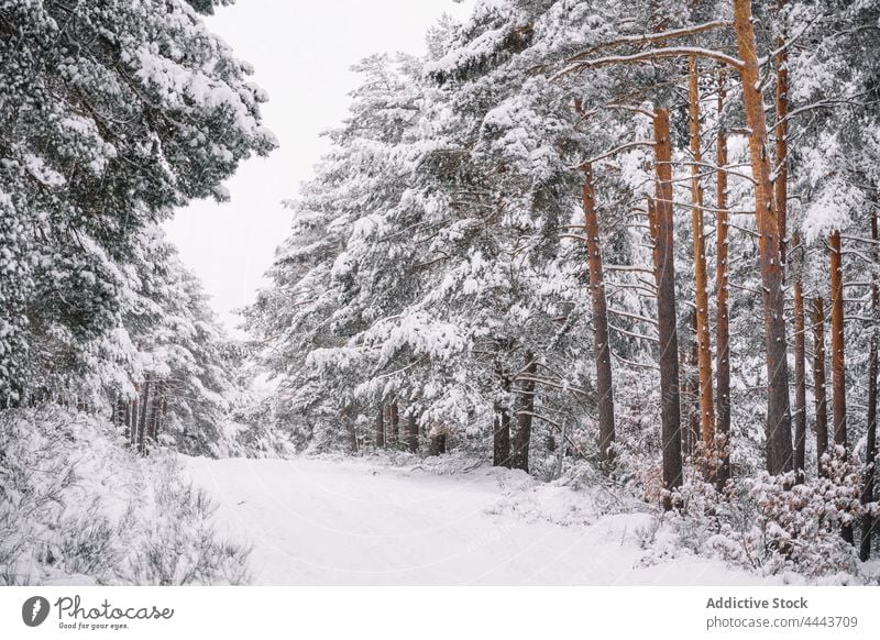 Leere Straße im verschneiten Wald im Winter Schnee kalt leer Natur Wetter Saison Fahrbahn Landschaft Umwelt gefroren Frost Baum Winterzeit malerisch Wälder