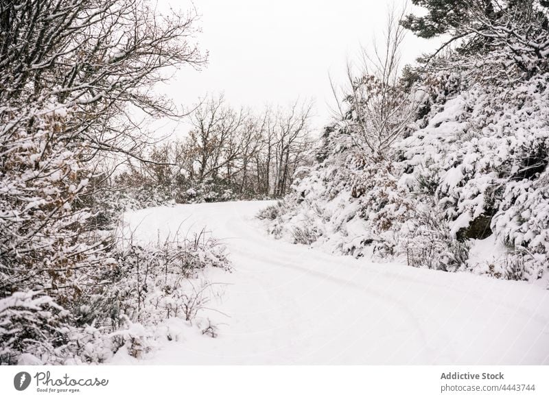 Leere Straße im verschneiten Wald im Winter Schnee kalt leer Natur Wetter Saison Fahrbahn Landschaft Umwelt gefroren Frost Baum Winterzeit malerisch Wälder