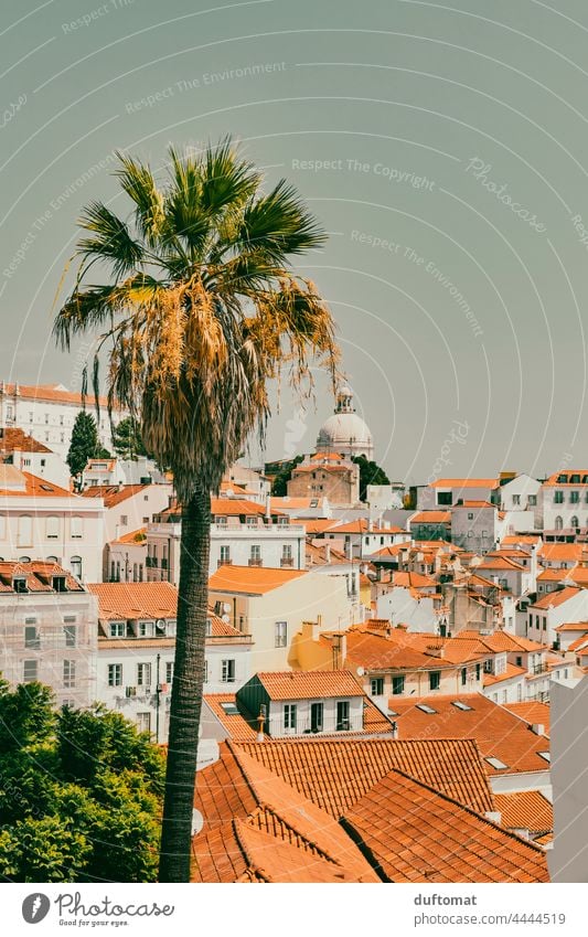 Blick über Lissabon Alfama mit Palme im Vordergrund Portugal Altbau südländisch Dach Haus Reisefotografie Dachgeschoss Architektur Stadtleben Innenhof Kamin