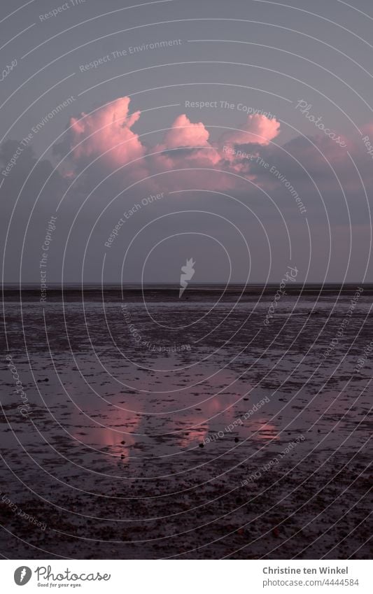 Abenddämmerung über dem Watt  bei Niedrigwasser. Rosa Wolken spiegeln sich im nassen Schlick. Nordsee Wattenmeer Ebbe Horizont Dämmerung Meer Gezeiten Wasser