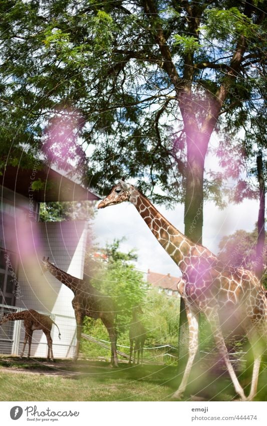 camelopardalis Umwelt Natur Tier Zoo Giraffe Tiergruppe exotisch natürlich Farbfoto Außenaufnahme Menschenleer Tag Schwache Tiefenschärfe