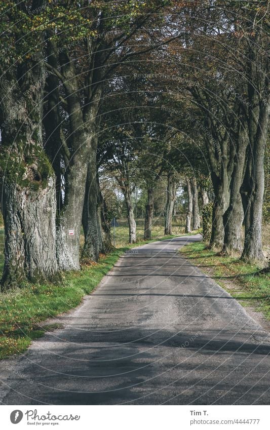 eine alte Allee in Polen im Herbst Straße Farbfoto Landschaft Baum Natur Menschenleer Wege & Pfade Außenaufnahme Landstraße Zentralperspektive Asphalt Verkehr