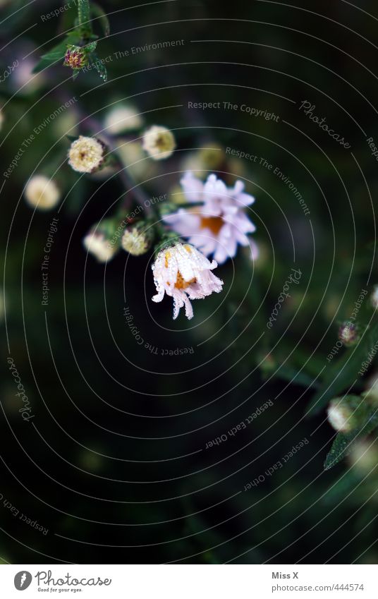 Blüte Eis Frost Blume verblüht kalt nass Raureif Blütenknospen Farbfoto mehrfarbig Außenaufnahme Nahaufnahme Menschenleer Textfreiraum oben Textfreiraum unten