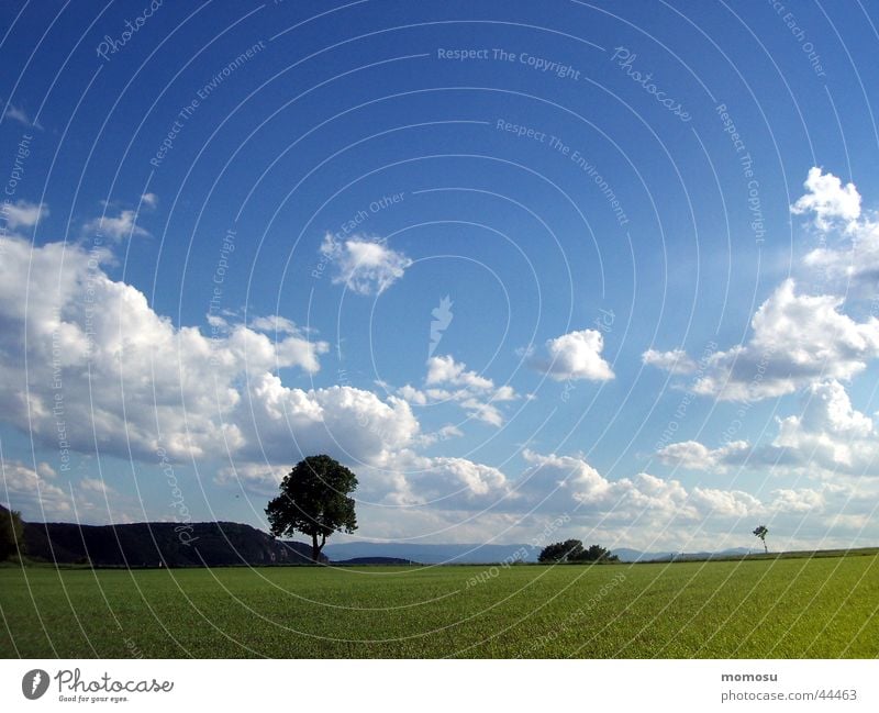 strich in der landschaft Baum Wolken Wiese Feld grün Himmel Natur blau