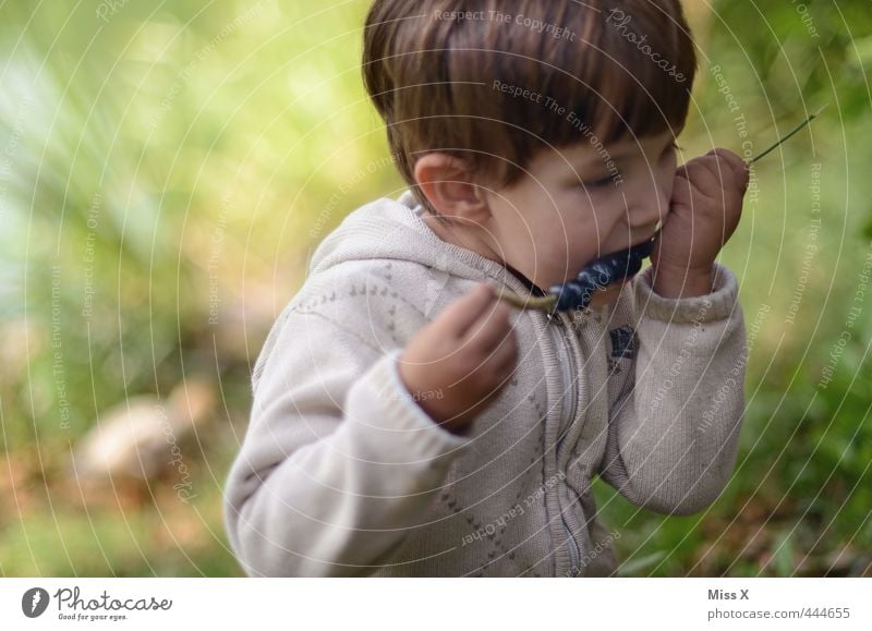 Heidelbeeren Frucht Ernährung Essen Picknick Bioprodukte Freizeit & Hobby Spielen Kind Kleinkind Junge Kindheit Mund 1 Mensch 1-3 Jahre 3-8 Jahre frisch