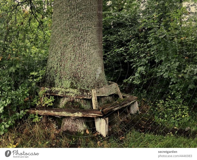 Keine sichere Bank. Und leer. Baum Natur Aufenthalt Pause morsch kaputt grün Naturerlebnis Naturschutzgebiet Außenaufnahme Pflanze Wald Menschenleer ruhig Licht