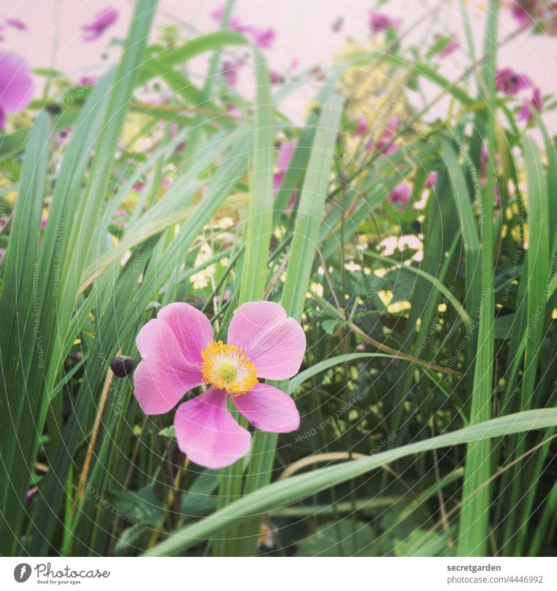 Dem Frühling so nah Blume Natur frisch grün rosa pink rose Gras Wiese fröhlich erblühen Pflanze Blüte Sommer Garten natürlich Menschenleer Blühend Blütenblatt