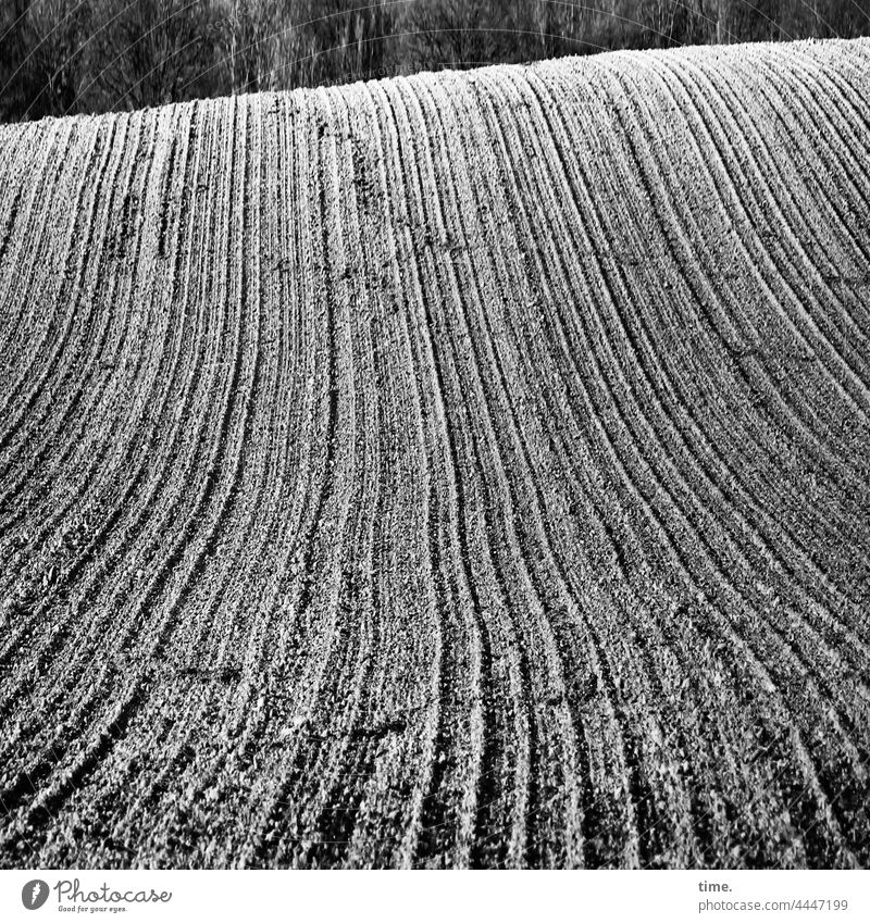 Lebenslinien .150 • Acker auf Hügel mit Saatfurchen vor Waldrand acker landwirtschaft muster struktur oberfläche hügel bearbeitet wellen wald waldsaum sonnig