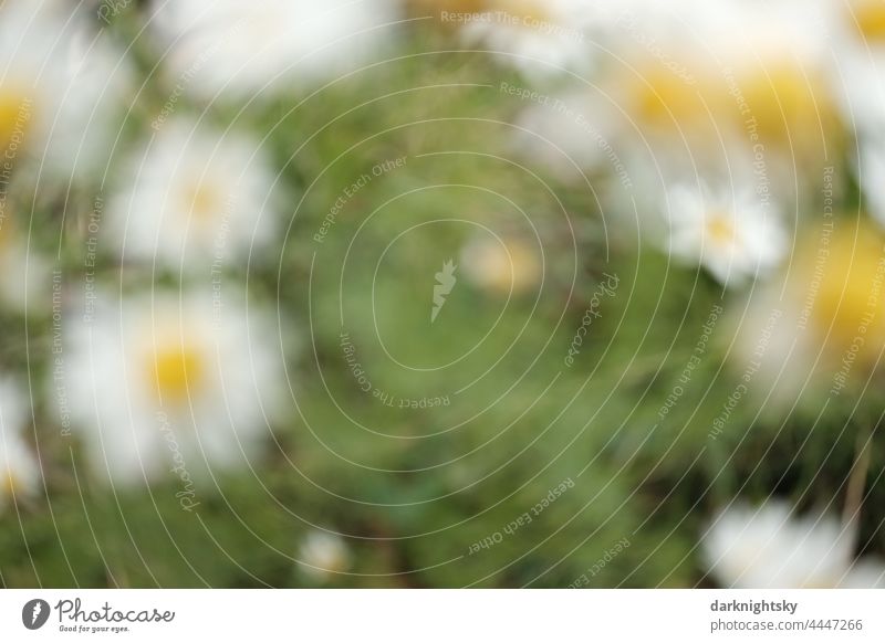 Schöne Kamillen Blüten in einer großen Anzahl, geeignet für Heiltee und Kräutertee und wirksam gegen Entzündungen. Tee# Blume Pflanze Gesundheit natürlich Natur