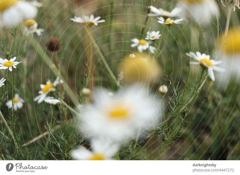 Kamillen Blüten in einer großen Anzahl, geeignet für Heiltee und Kräutertee und wirksam gegen Entzündungen. Tee# Blume Pflanze Gesundheit natürlich Natur