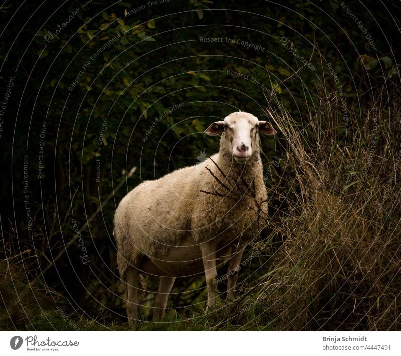 Ein helles stattliches Schaf in der Natur vor dunklem Hintergrund lamb sheep cute shepherd grass grazing countryside summer face green field herding ranching