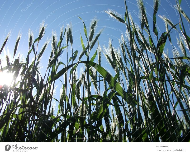 getreideglanz Ähren Feld Landwirtschaft Getreide Korn Himmel Ackerbau