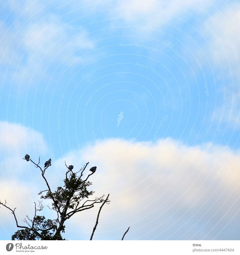 besetzt | bis auf Weiteres baum tauben vögel himmel wolken silhouette ast zweig sitzen warten pause ausruhen schauen sicherheit kahl