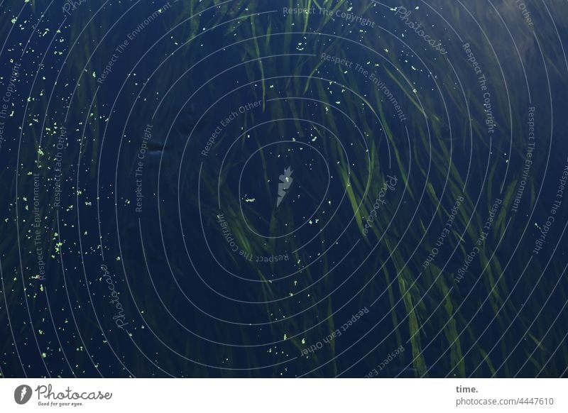 streaming II strömung nass unheimlich geheimnisvoll dunkel tiefe blatt bewegen schillern leuchten grün fließen Unterwasserpflanze seegras