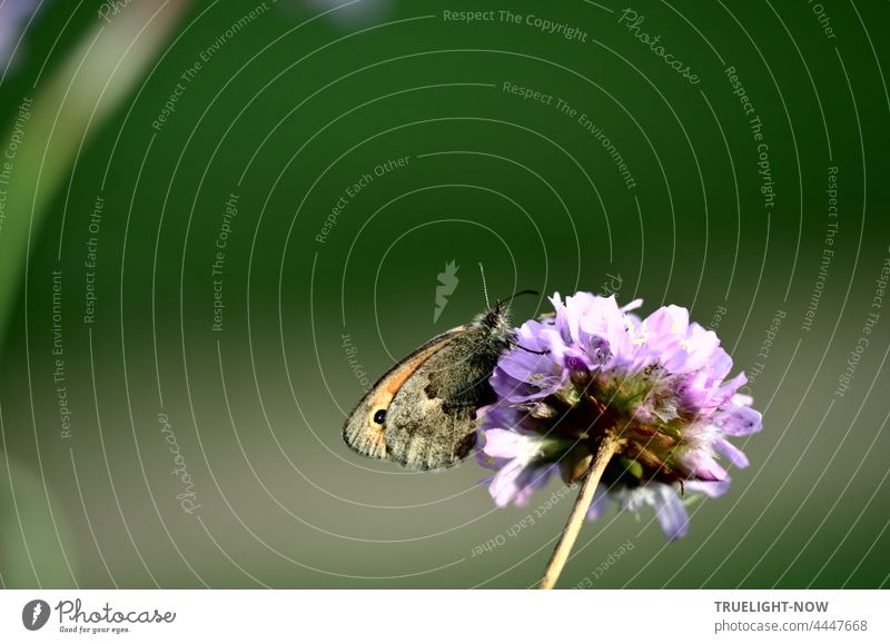 Im Nektar wühlen. Die Lust der Schmetterlinge. So schmeckt nur Sommer. Wildblume Blüte Blume einzeln Falter Schmetterlingsflügel Fühler Nahrungssuche Flügel