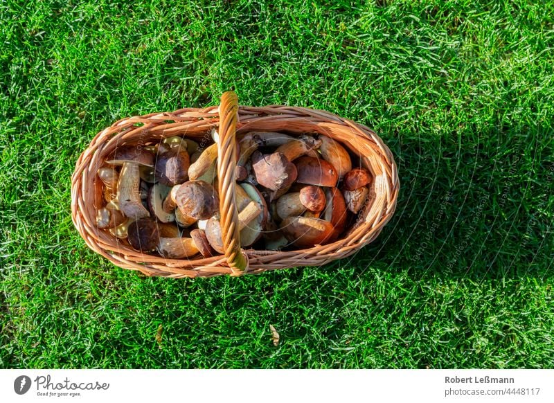 Steinpilz und Maronen-Röhrling in einem Flechtkorb maronen steinpilz wald boden moos gras flechtkorb herbst sammeln finden maronen-röhrling abgeschnitten wiese