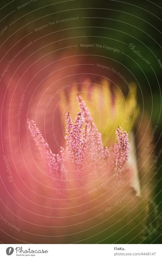 Rosafarbene Heidepflanze Pflanze Blume Blüte Blühen Heidekrautgewächse Heidelandschaft Gewächs rosa Schwache Tiefenschärfe natur natürlich Nahaufnahme