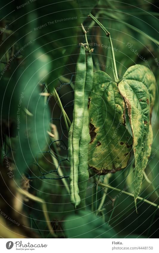 Dicke Bohnen sind reif für die Ernte Natur Pflanze Essen Brechbohnen grüne Bohnen Blätter Blatt lecker gesund Garten Ackerbau Landwirtschaft Bio Biologisch