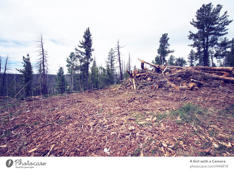 Der Geruch Umwelt Natur Landschaft Wald frisch Nadelwald Säge umgefallen umgesägt Baumrinde Baumstamm USA Utah Gedeckte Farben Außenaufnahme Menschenleer