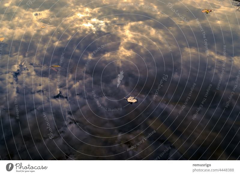 Nahaufnahme eines toten Blattes an einem Fluss. Wolken, die sich auf der Oberfläche eines Flusses spiegeln 2012 Bega Rumänien Timisoara Herbst Tag Umwelt fallen