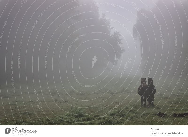 Pferde im Nebel Tiere Pony Ponys Weide Wiese Gras Wald Natur Landschaft Nebelstimmung Nebelmeer Nebelwand nebelig Nebelfeld Nebelwald schlechtes Wetter