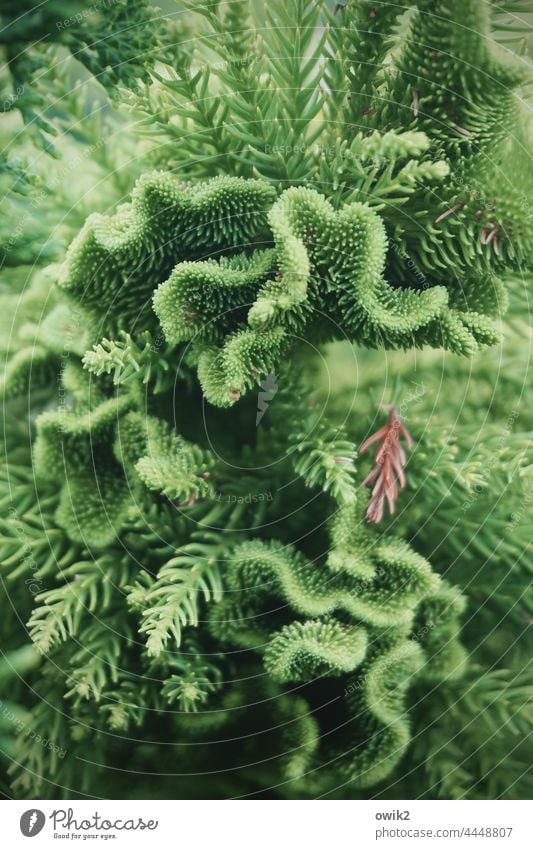 Korallenfichte Nadelbaum Zweige u. Äste stachelig Natur Grün Nadeln Baum viele Detail grün Farbfoto Pflanze Umwelt Ast Wachstum fein klein Kontrast Geäst