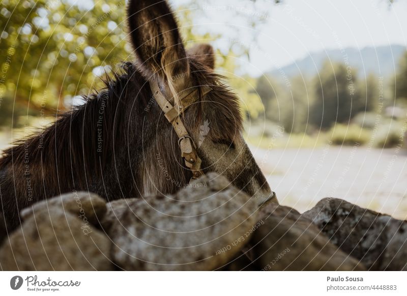 Esel Porträt Eselskopf Tag Nutztier Außenaufnahme Farbfoto Tier Natur braun Tierporträt Menschenleer 1 niedlich Tiergesicht Tiere Tierliebe Ohr