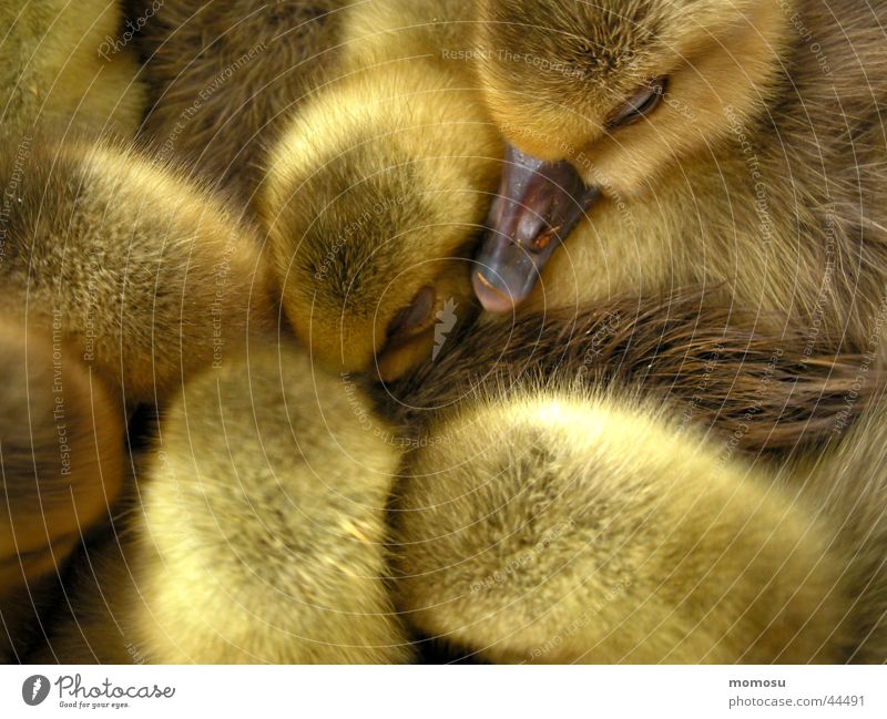 kopf hoch gelb Ente Kücken Feder