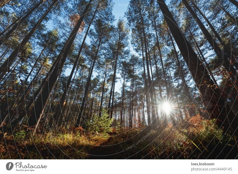 Die letzte Sonne scheint durch den Tannenwald im Herbst, Tirol, Österreich Berge u. Gebirge Wald Kiefer Baum Alpen fallen Natur Landschaft Sonnenstern Wälder