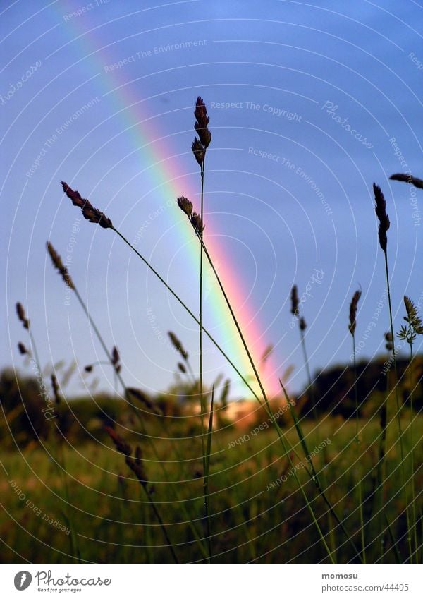 rainbow Regenbogen Gras mehrfarbig Himmel blau