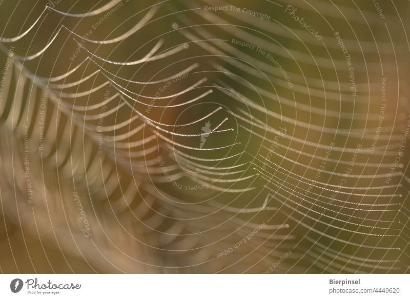 Spinnennetz mit morgendlichem Tau Webspinne Beutefang Fäden Wassertröpfchen Spinnseide Radnetz Tier Nahaufnahme Natur Wassertropfen Feuchtigkeit morgens