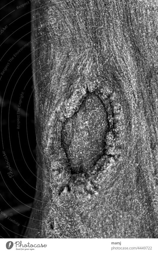 Wunden verheilen. Maserung Baumrinde verwachsen Holz Narben Verletzungen Natur natürlich sonderbar eigenartig alt Strukturen & Formen holzhintergrund ausschnitt