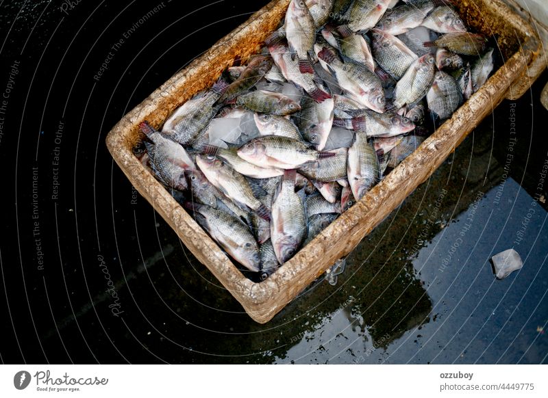 Kisten voller frischer Nil-Tilapia werden auf dem Markt verkauft Fisch Lebensmittel Meeresfrüchte Frische Fischen Bestandteil roh Buntbarsch Tier Gesundheit