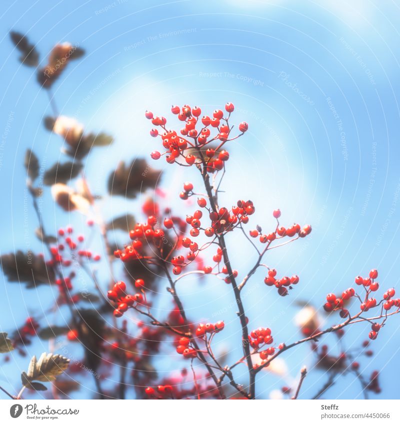 Weißdornbeeren gegen den blauen Himmel Beeren Weißdornzweige Vogelfutter Farbtupfer Heilpflanze Arzneipflanze himmelblau Herbstbeginn Frühherbst September