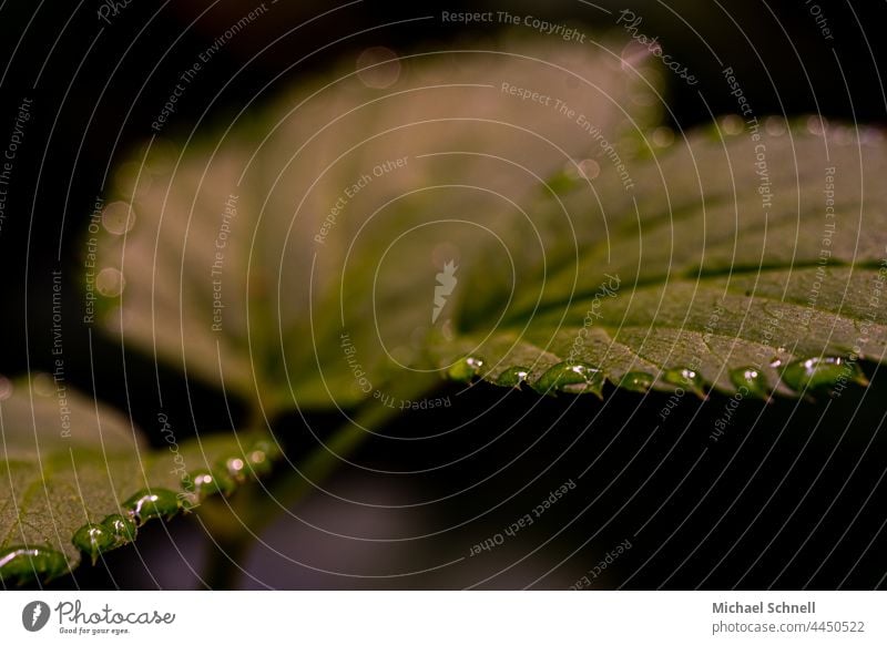 Drei Blätter und Tropfen rundherum Blatt Pflanze grün natürlich Regen nass drumherum Makroaufnahme Nahaufnahme Saum Regentropfen Reflexion & Spiegelung feucht