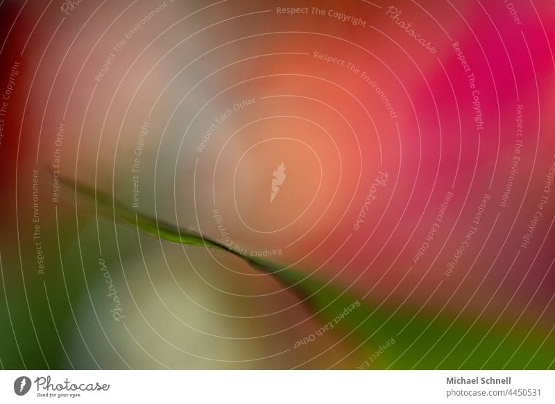 Grünes Blatt vor buntem Hintergrund abstrakt Blumenstrauß Farbfoto Pflanze Blühend bunt gemischt Unschärfe Unschärfe im Hintergrund Nahaufnahme mehrfarbig schön