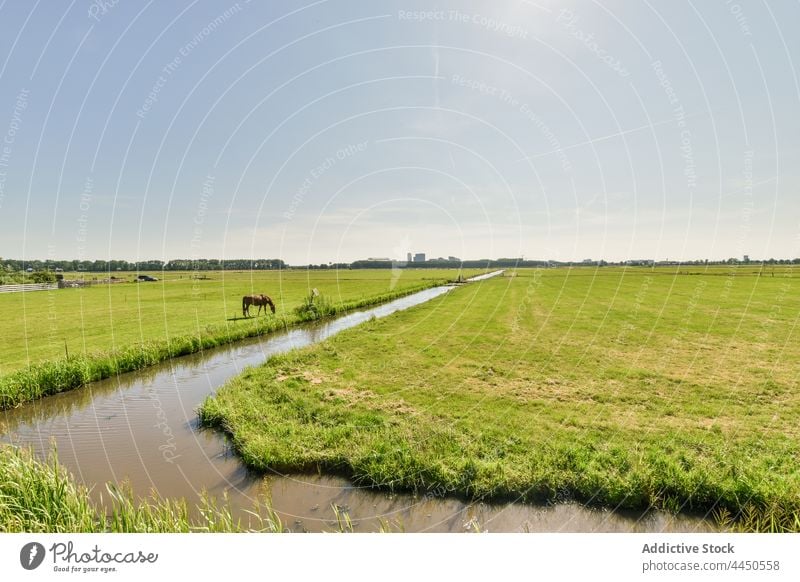 Pferd grasend auf einer Weide am Fluss in einer ländlichen Gegend weiden Landschaft Natur Grasland wolkig Himmel Rasen Wasser Hengst Viehbestand Tier essen