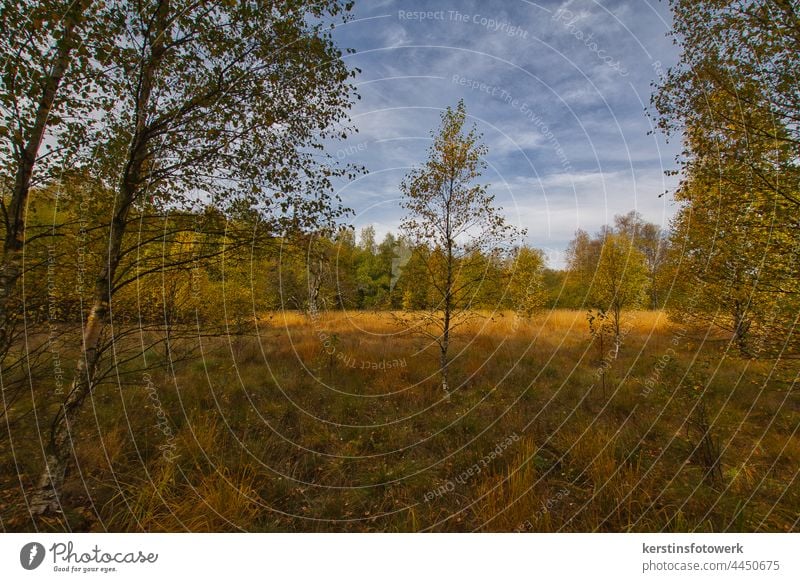 Herbstwald herbstlich Herbstlaub Herbstfärbung Außenaufnahme Natur Baum Wald Menschenleer Farbfoto gelb Herbstwetter Jahreszeiten Schönes Wetter Kontrast